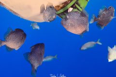 IMG_0992