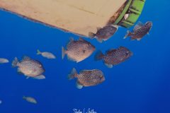 IMG_0997