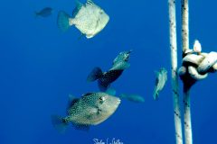 IMG_1001