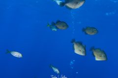 IMG_1020