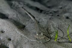 IMG_7987