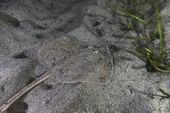 etoilee