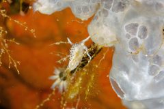 Faceline-a-ponctuations-noires