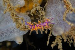 flabelline-dischia-1