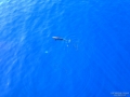 DCIM\100MEDIA\DJI_0168.JPG