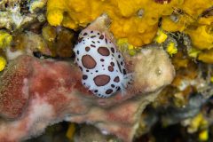 Doris-Dalmatienne-1