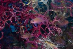 anthias