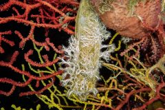 salmacine-de-dyster-