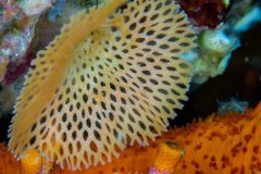 Dentelle-de-Neptune