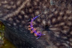 Flabelline-dIschia