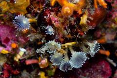Hypsicomus-stichophthalmos