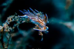 IMG_1113