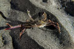 IMG_4794