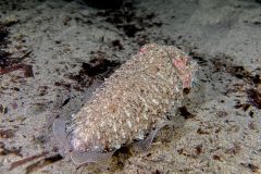 IMG_8784 IMG_8784
