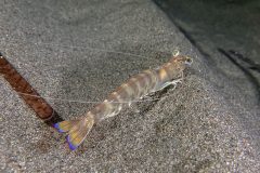 IMG_8805 IMG_8805