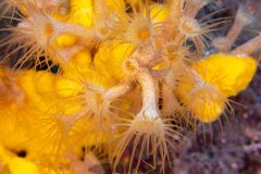 Plongée à Lanzarotte à la découverte du requin Ange de Mer