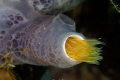 Eponge-Encroutante-Bleuatre