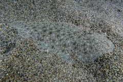 IMG_0425