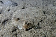 IMG_0451
