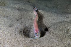 IMG_0518