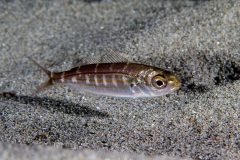 IMG_7561