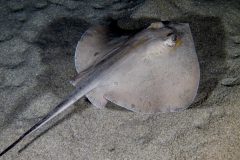 IMG_7631 IMG_7631