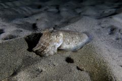 IMG_1236
