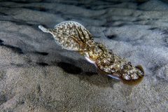 IMG_1241