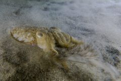 IMG_1250