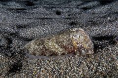 seiche