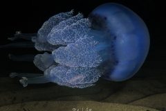 IMG_4136