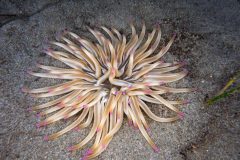 Anemone-Soleil