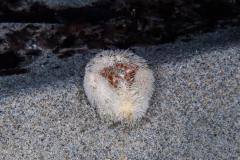 Oursin-Coeur-de-Mediterranee