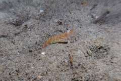 Crevette-autruche-Comestible