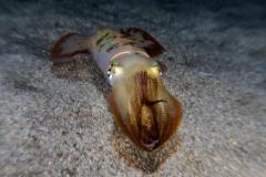 Encornet