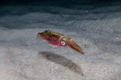 IMG_7261