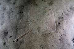 Raie-Etoilee-1