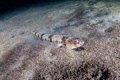 Poisson-lezard-Raye