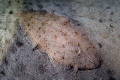sole