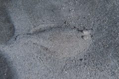 P1066768