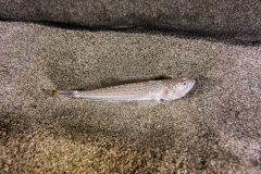 IMG_0169