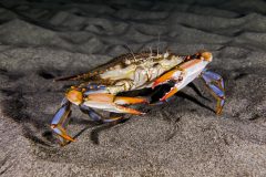 IMG_0173