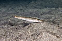 IMG_0178