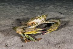 IMG_0183