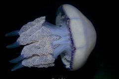 P1033414