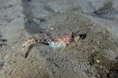 IMG_6788