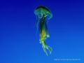 IMG_1150.JPG