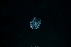 P1033426