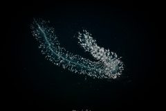 Snapshot_6