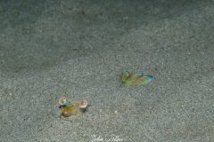 IMG_1985